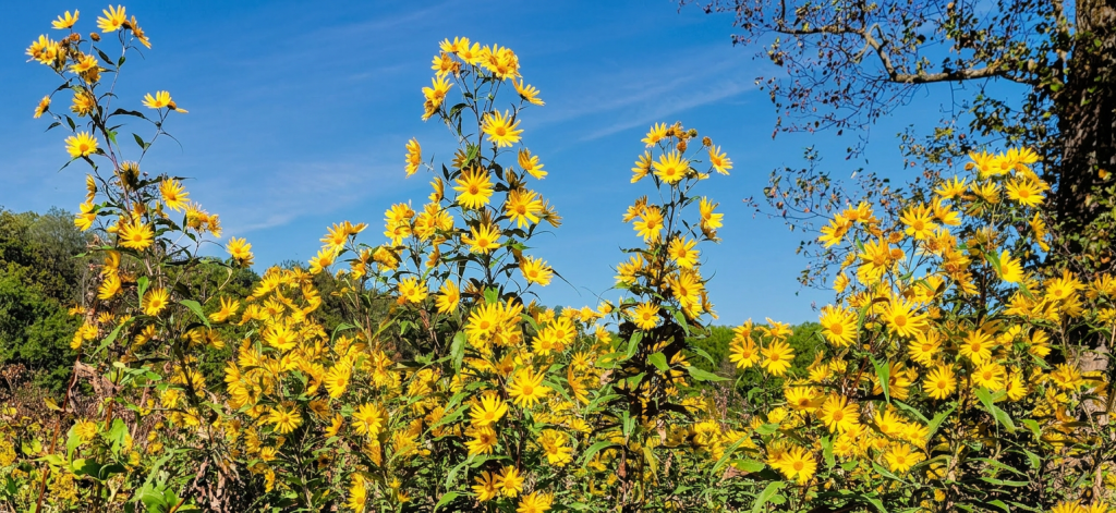 A field of vibrant yellow wildflowers under a clear blue sky, surrounded by green foliage.